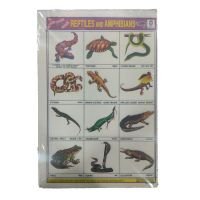 Sticker Chart - Reptiles & Amphibians